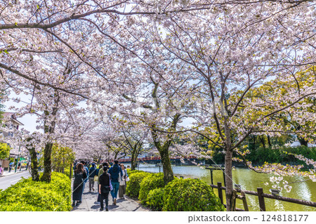 Odawara cityscape in Japan: Odawara Castle ruins bustling with inbound tourists. Cherry blossoms in full bloom, foreign tourists flocking in one after another = 8th 124818177