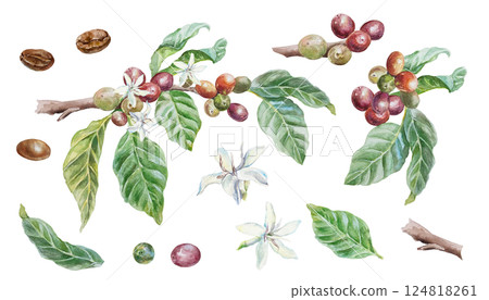 Coffee branch, green leaves, fruits, flowers, roasted beans. Hand drawn watercolor illustration in botanical style, isolated on white. For greeting cards, invitations, labels, menus, covers, posters. Coffee branch, green leaves, fruits, flowers, roasted beans. Hand drawn watercolor illustration in botanical style, isolated on white. For greeting cards, invitations, labels, menus, covers, posters. 124818261