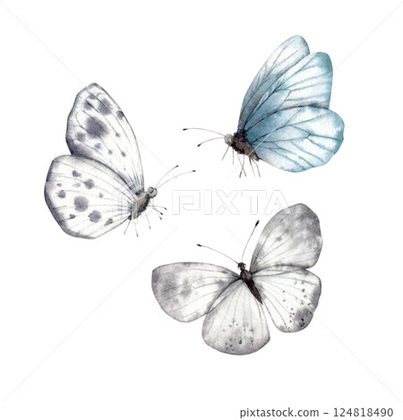 Butterflies of delicate shades, white-gray, blue and gray. Watercolor set illustration hand drawn on isolated background for greeting cards, invitations, happy holidays, posters, packaging. Butterflies of delicate shades, white-gray, blue and gray. Watercolor set illustration hand drawn on isolated background for greeting cards, invitations, happy holidays, posters, packaging. 124818490