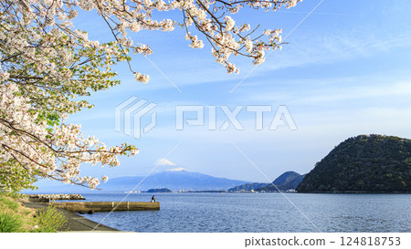 駿河灣上的富士山與櫻花 124818753
