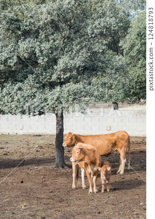 Group of animals in a farm. Extremadura, Spain Group of animals in a farm. Extremadura, Spain 124818793