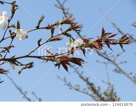 Mountain cherry blossoms in full bloom at Kojima Park Mountain cherry blossoms in full bloom at Kojima Park 124818876