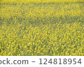 Rape field at the site of Fujiwara Palace 124818954