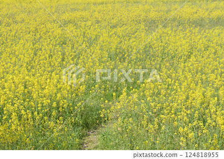 藤原宮遺址的油菜田 藤原宮遺址的油菜田 124818955