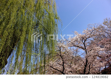 Cherry blossoms and fresh green willows on a clear day at Myoshoji Park (4) 124819082