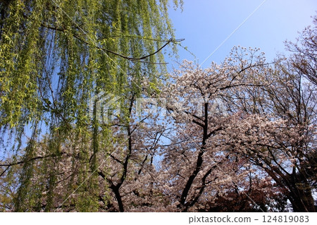 Cherry blossoms and fresh green willows on a clear day at Myoshoji Park (5) 124819083
