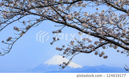 Cherry blossoms and snow-capped Mount Fuji against the blue spring sky Cherry blossoms and snow-capped Mount Fuji against the blue spring sky 124819177
