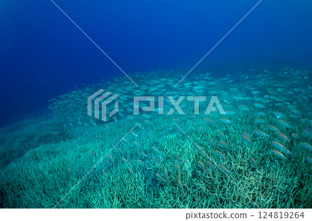 金鶇，小笠原，東京 124819264