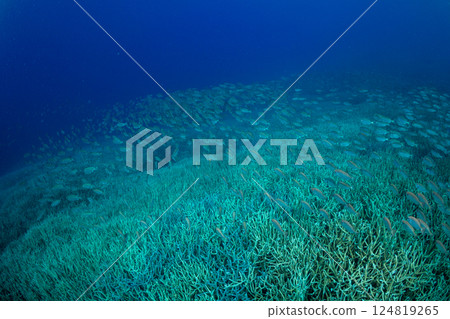 金鶇,小笠原,東京 金鶇,小笠原,東京 124819265