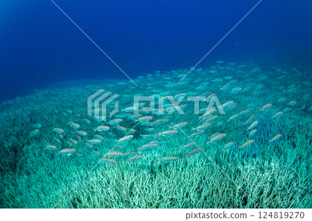 金鶇,小笠原,東京 金鶇,小笠原,東京 124819270