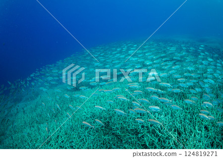 金鶇，小笠原，東京 124819271