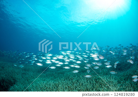 金鶇，小笠原，東京 124819280