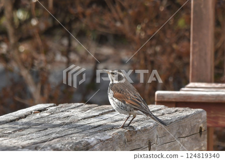 Thrush Thrush 124819340