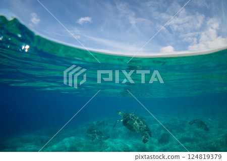 Green sea turtle, Ogasawara, Tokyo Green sea turtle, Ogasawara, Tokyo 124819379