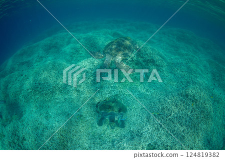 Green sea turtle, Ogasawara, Tokyo 124819382