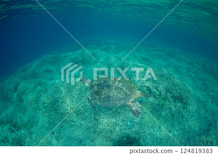 Green sea turtle, Ogasawara, Tokyo Green sea turtle, Ogasawara, Tokyo 124819383