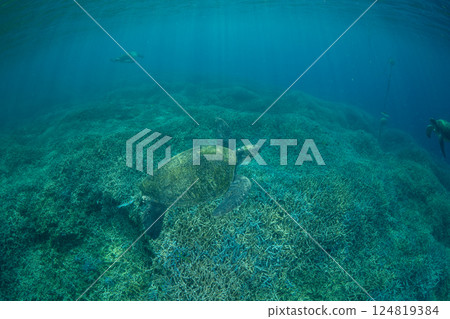 綠海龜,小笠原,東京 綠海龜,小笠原,東京 124819384