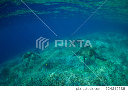 綠海龜,小笠原,東京 綠海龜,小笠原,東京 124819386