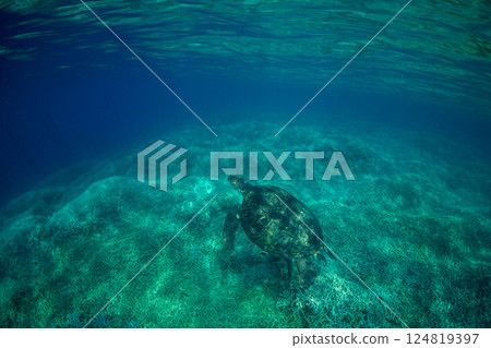 Green sea turtle, Ogasawara, Tokyo 124819397