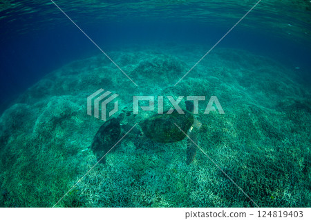 綠海龜，小笠原，東京 124819403