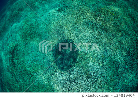 綠海龜,小笠原,東京 綠海龜,小笠原,東京 124819404