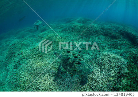 綠海龜,小笠原,東京 綠海龜,小笠原,東京 124819405