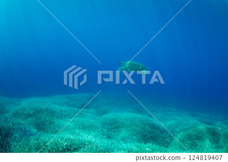 Green sea turtle, Ogasawara, Tokyo 124819407