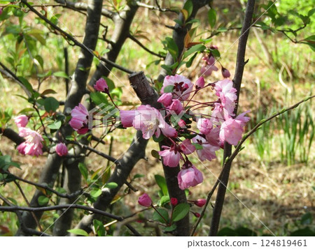 Beautiful and gorgeous pink buds of peach blossoms 124819461