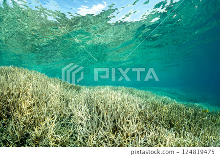 Acropora japonica, Ogasawara, Tokyo Acropora japonica, Ogasawara, Tokyo 124819475