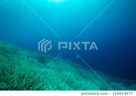 Acropora japonica, Ogasawara, Tokyo Acropora japonica, Ogasawara, Tokyo 124819477