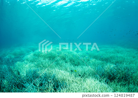 日本鹿角珊瑚，小笠原，東京 124819487