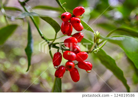 Red gem 124819586