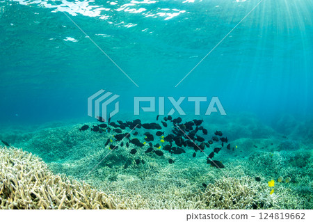 東京小笠原的一群刺尾魚 124819662