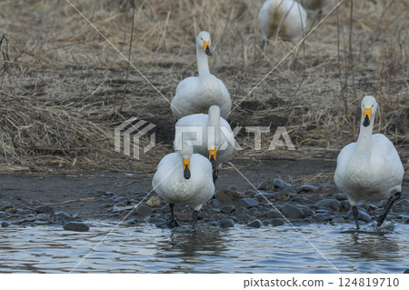 Swan Swan 124819710