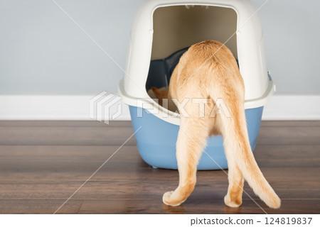 Domestic cat entering litter box. Domestic cat entering litter box. 124819837