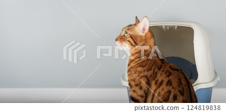 Bengal cat near litter box, pet care concept Bengal cat near litter box, pet care concept 124819838