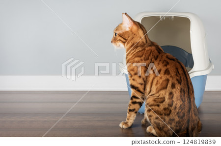 Bengal cat near litter box, pet care concept Bengal cat near litter box, pet care concept 124819839
