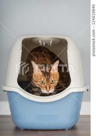 Bengal cat near litter box, pet care concept 124819840