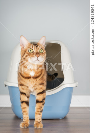 Bengal cat near litter box, pet care concept Bengal cat near litter box, pet care concept 124819841