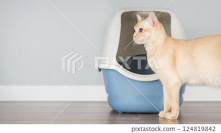 Burmese cat near litter box, pet care concept 124819842
