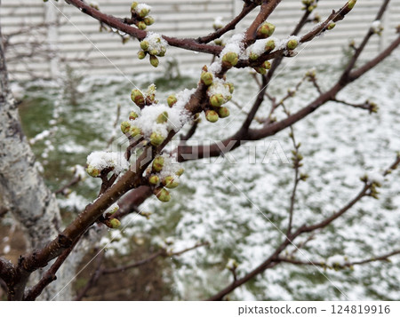 Close-up of young tree buds covered with snow during an unexpected spring frost in a garden Close-up of young tree buds covered with snow during an unexpected spring frost in a garden 124819916