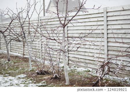 A row of orchard trees lightly covered in snow stands beside a wooden fence. A rare spring snowstorm affecting vegetation, showing signs of climate change and seasonal disruption. 124819921
