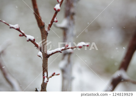 Young red buds on tree covered with snowflakes during spring freeze 124819929