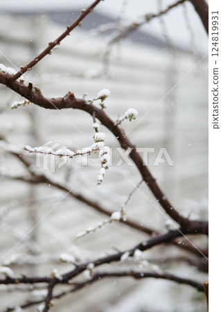 Delicate white snow caps covering fruit tree blossoms during spring frost 124819931