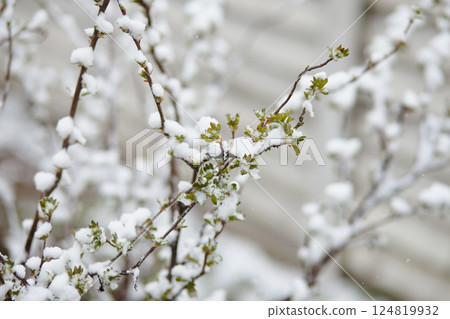 Snow sticking to young green leaves and budding branches, demonstrating early growth halted by cold spell Snow sticking to young green leaves and budding branches, demonstrating early growth halted by cold spell 124819932