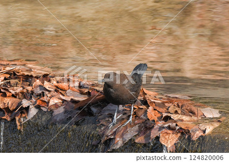 青蛙玻璃 124820006