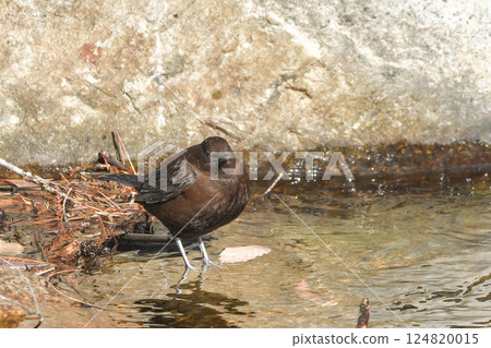 Frog glass Frog glass 124820015