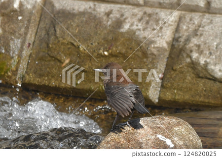 青蛙玻璃 124820025