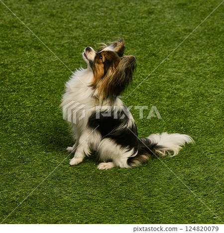 Smart, beautiful, purebred Papillon dog calmly sitting on grassy surface and looking upwards, following commands 124820079