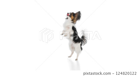 Adorable, purebred Papillon dog standing on hind legs with tongue out, catching food isolated on white background Adorable, purebred Papillon dog standing on hind legs with tongue out, catching food isolated on white background 124820122